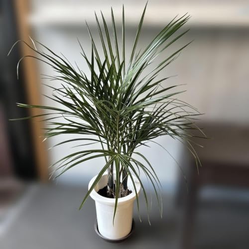 観葉植物 トックリヤシ」の人気商品一覧 | 安い商品を通販サイト